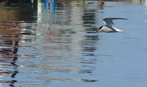 Arctic Tern