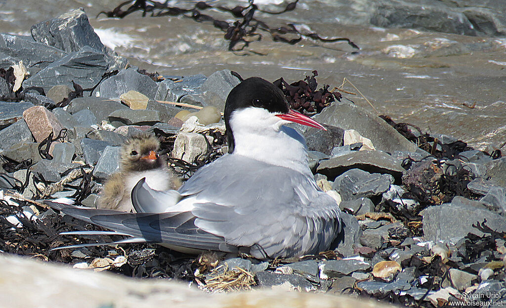 Arctic Ternadult breeding