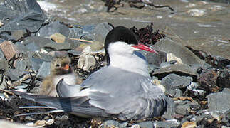 Arctic Tern