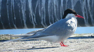 Arctic Tern