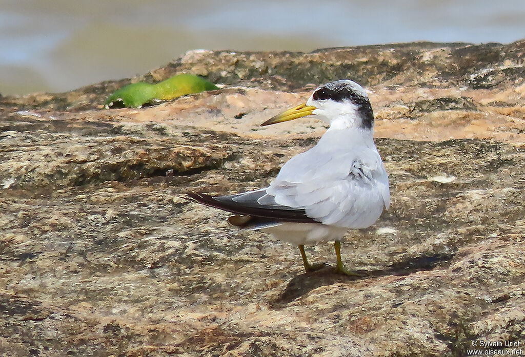 Yellow-billed Ternadult post breeding