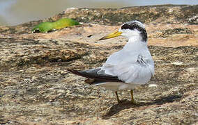 Yellow-billed Tern