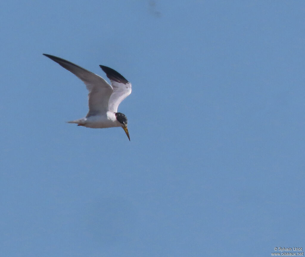 Yellow-billed Ternadult