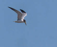 Yellow-billed Tern