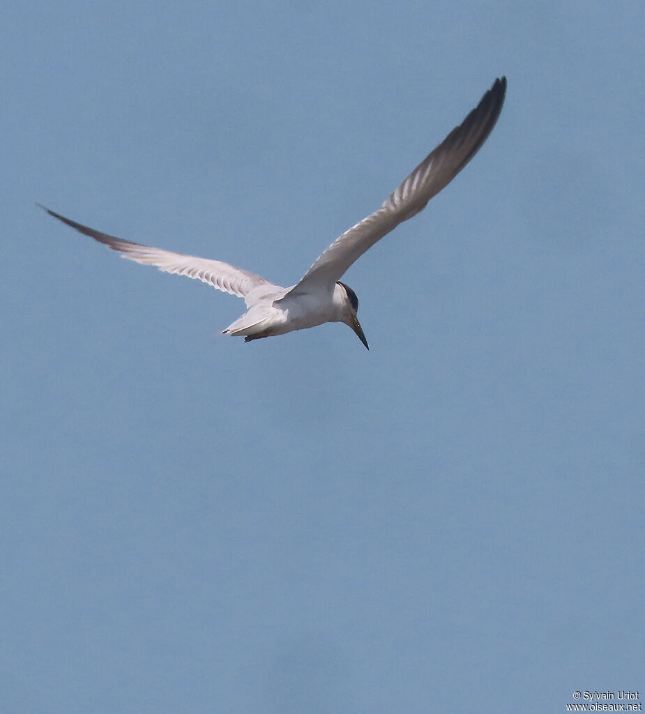 Yellow-billed Ternadult