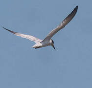 Yellow-billed Tern