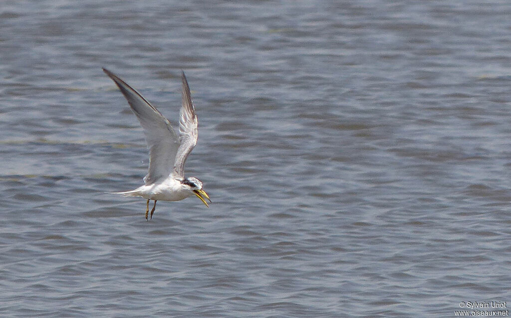 Yellow-billed Ternsubadult transition