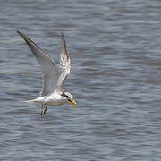 Yellow-billed Tern