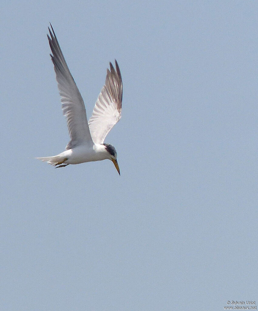 Yellow-billed Ternadult post breeding