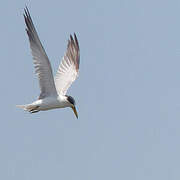 Yellow-billed Tern