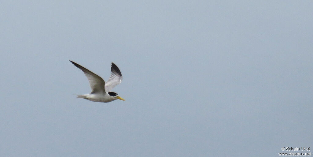 Yellow-billed Ternadult breeding