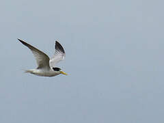 Yellow-billed Tern