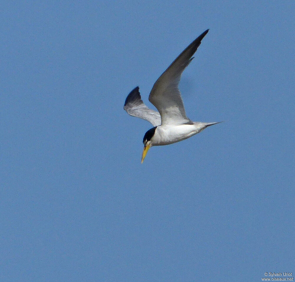 Yellow-billed Ternadult breeding