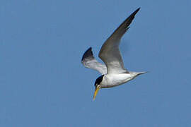 Yellow-billed Tern