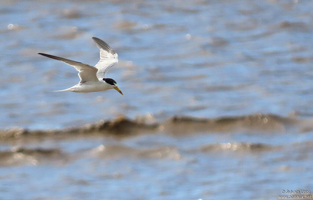 Yellow-billed Ternadult breeding