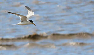 Yellow-billed Tern