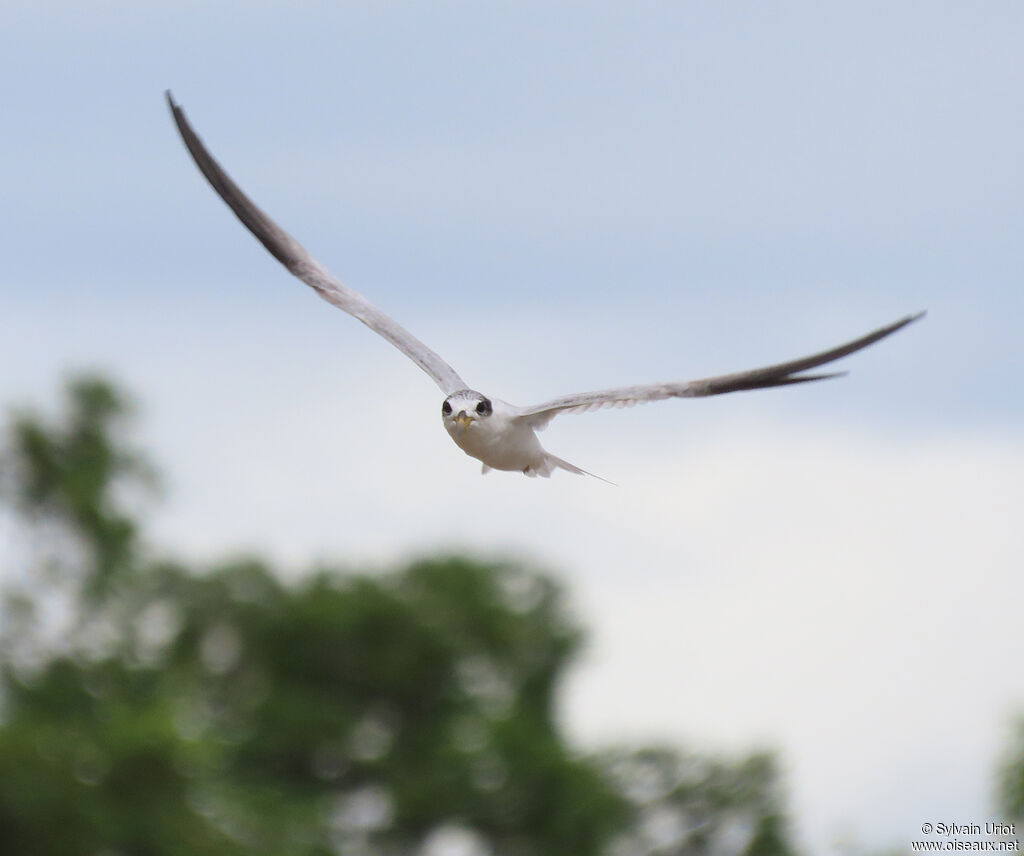 Yellow-billed Ternadult post breeding