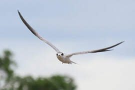 Yellow-billed Tern