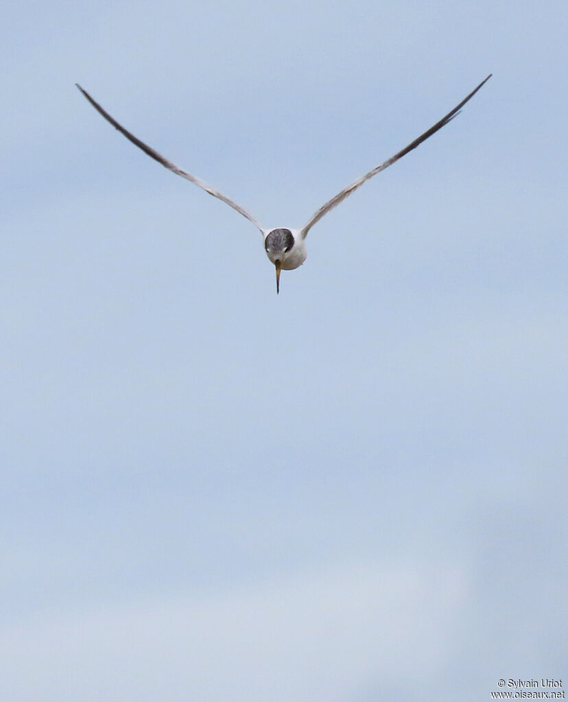 Yellow-billed Ternadult post breeding