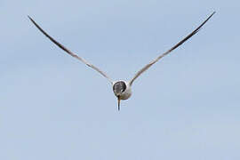 Yellow-billed Tern