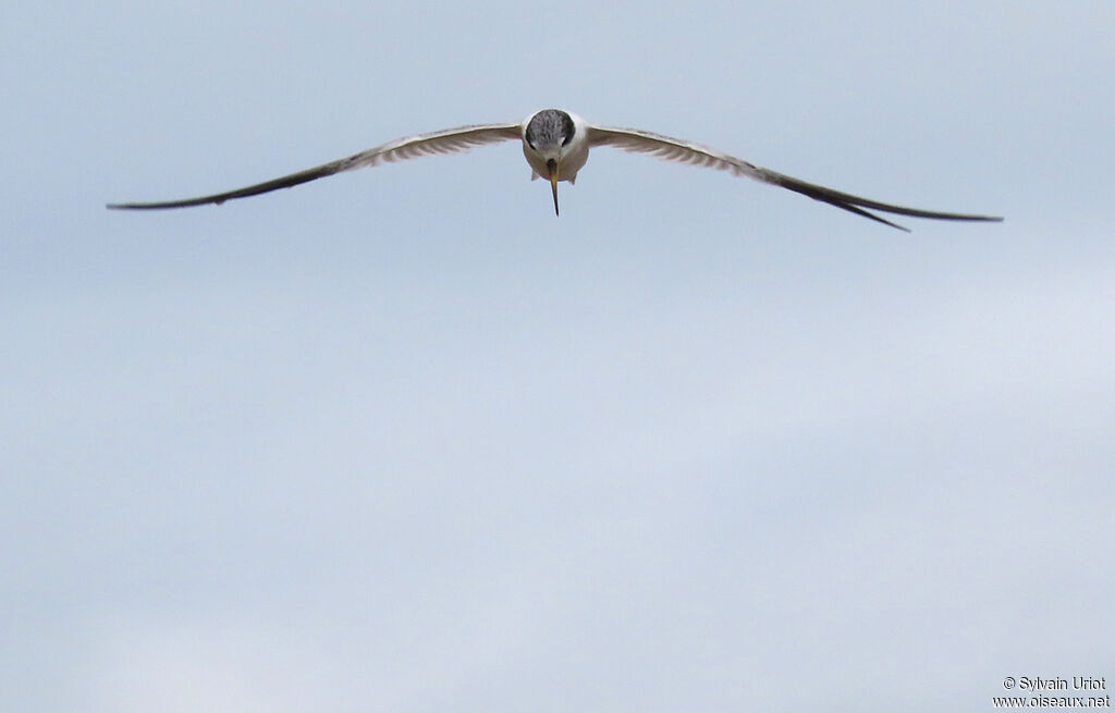 Yellow-billed Ternadult post breeding