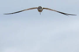 Yellow-billed Tern