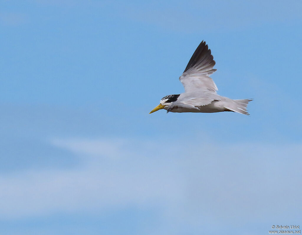 Yellow-billed Ternadult post breeding