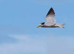 Yellow-billed Tern