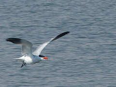 Caspian Tern