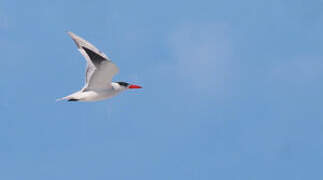 Caspian Tern