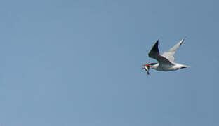 Caspian Tern