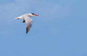 Caspian Tern