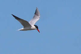 Caspian Tern