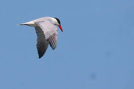 Caspian Tern