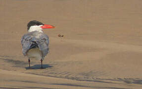 Caspian Tern