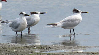 Sandwich Tern