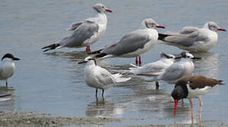 Sandwich Tern