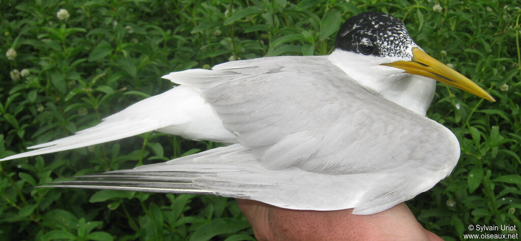 Sandwich Tern