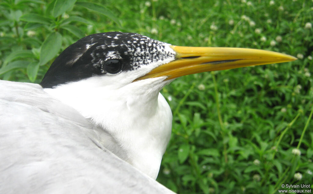 Sandwich Tern