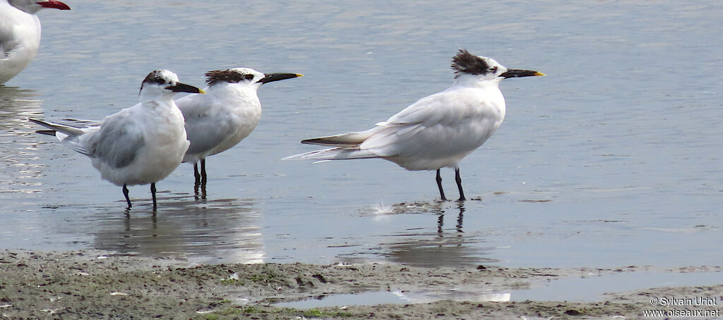Cabot's Tern