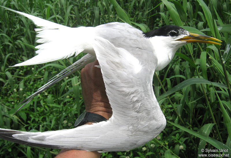 Cabot's Tern (eurygnathus)adult