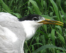 Cabot's Tern (eurygnathus)