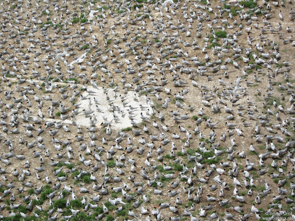 Cabot's Tern (eurygnathus), Reproduction-nesting