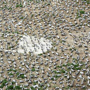 Cabot's Tern (eurygnathus)