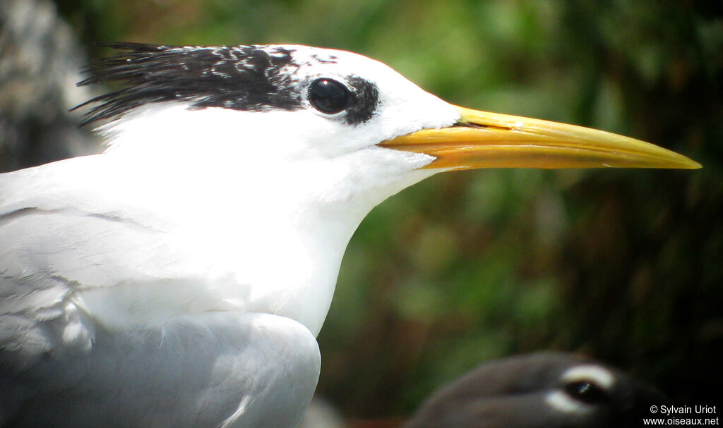 Cabot's Tern (eurygnathus)adult breeding