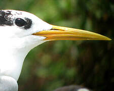 Cabot's Tern (eurygnathus)