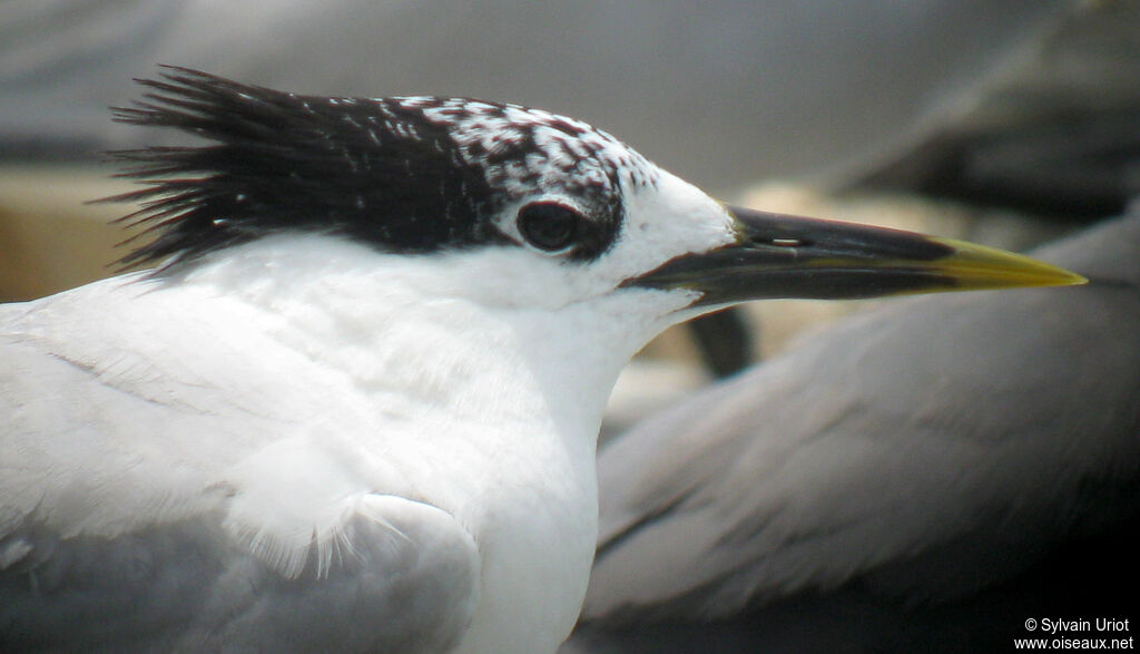 Cabot's Tern (eurygnathus)adult breeding