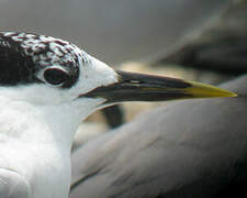 Cabot's Tern (eurygnathus)