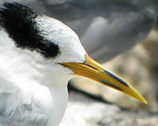 Cabot's Tern (eurygnathus)