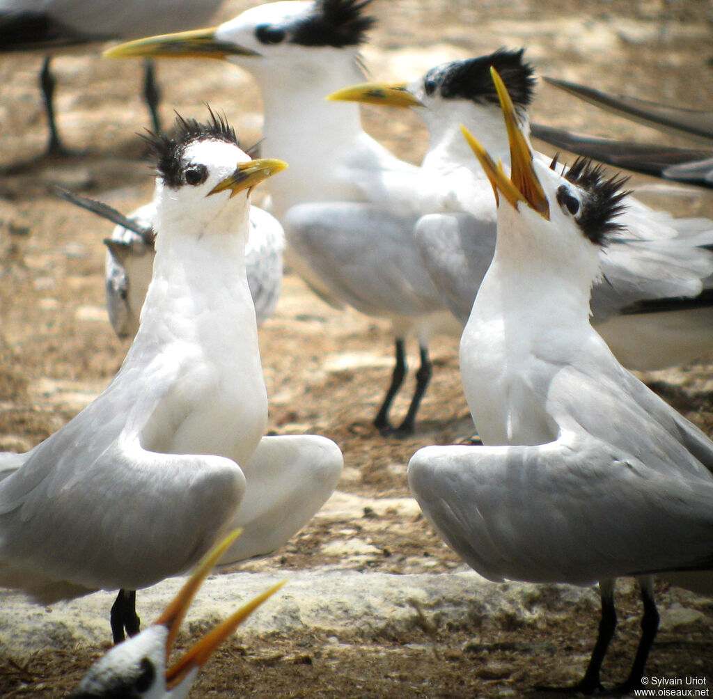 Cabot's Tern (eurygnathus)adult breeding